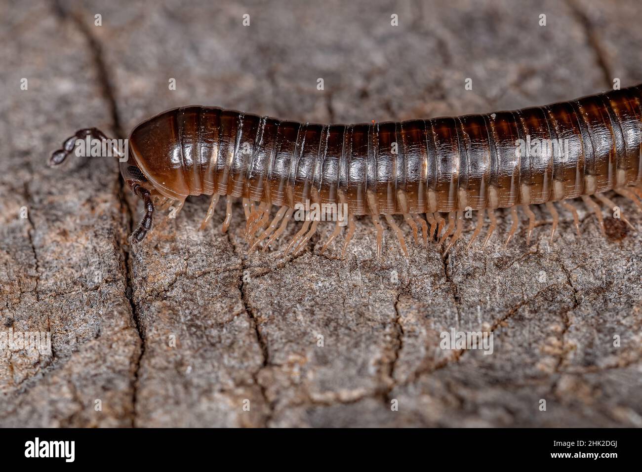 Adult Common Brown Millipede of the Order Spirostreptida Stock Photo