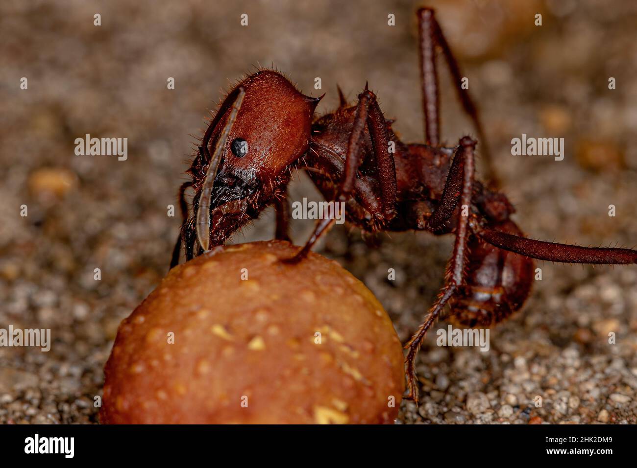 Atta Leaf-cutter Ant of the species Atta laevigata carrying a small fig fruit of the genus ficus Stock Photo