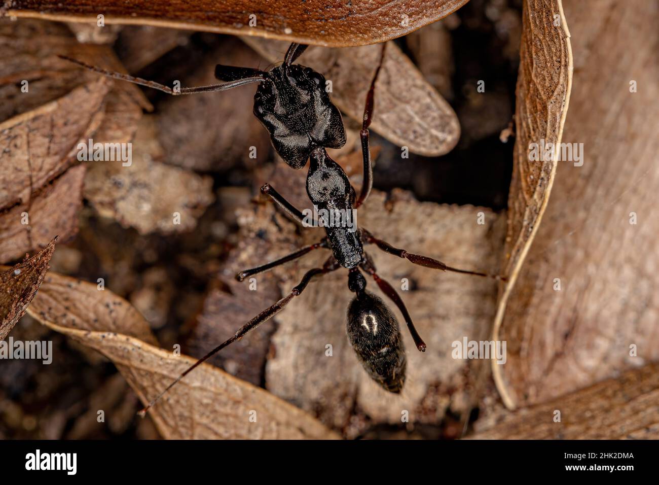 Odontomachus Hi res Stock Photography And Images Alamy odontomachus-hi-res-stock-photography-and-images-alamy