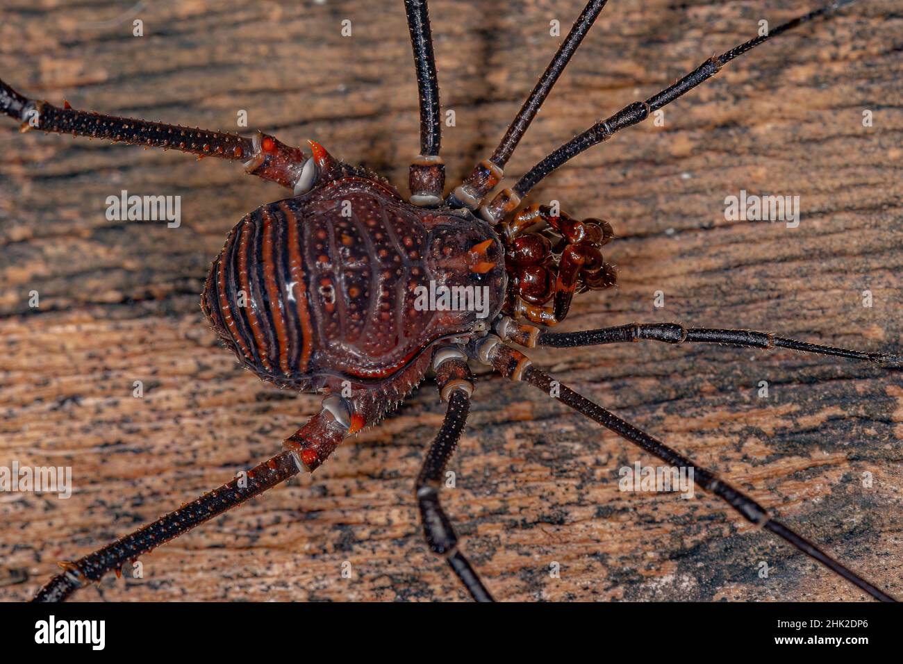 Adult Gonyleptid Harvestmen of the Genus Discocyrtanus Stock Photo