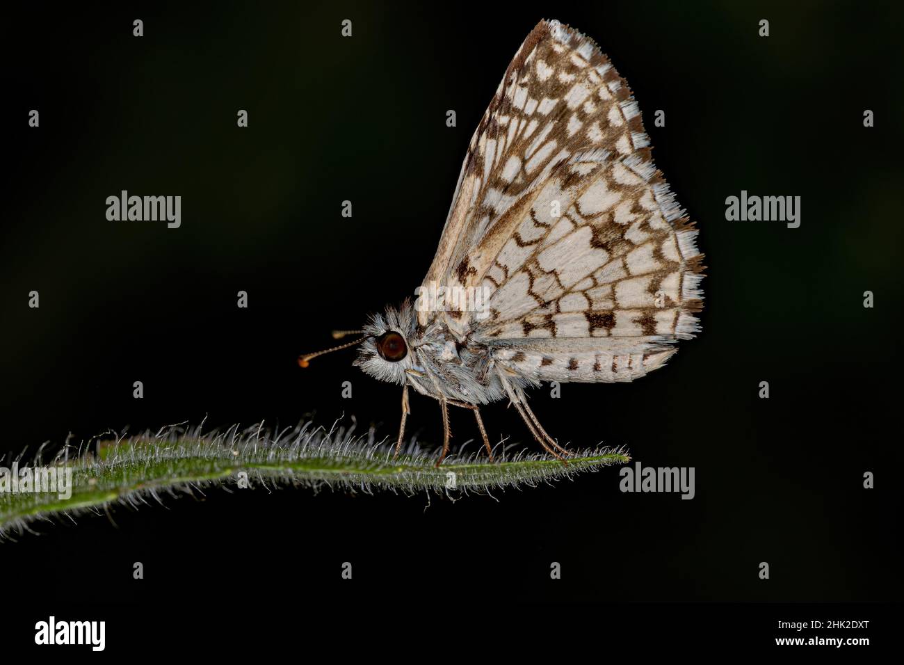 Adult Orcus Checkered-Skipper Moth Insect of the species Burnsius orcus ...