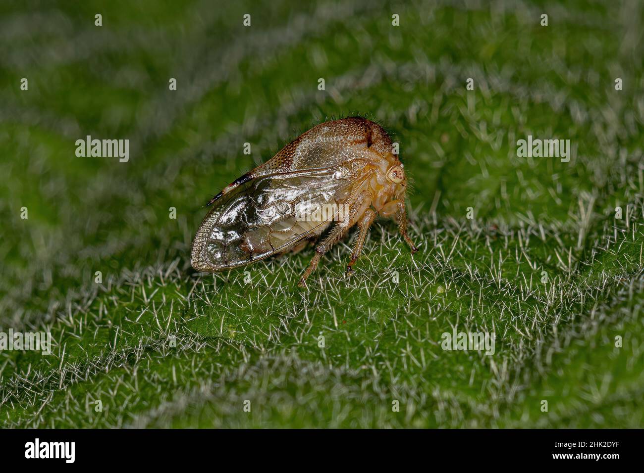 Adult Buffalo Treehopper of the Tribe Ceresini Stock Photo - Alamy