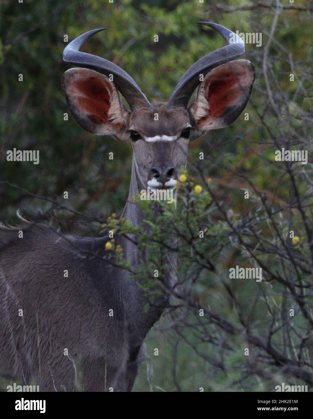 Closeup of a male kudu portrait looking at the camera through branches ...