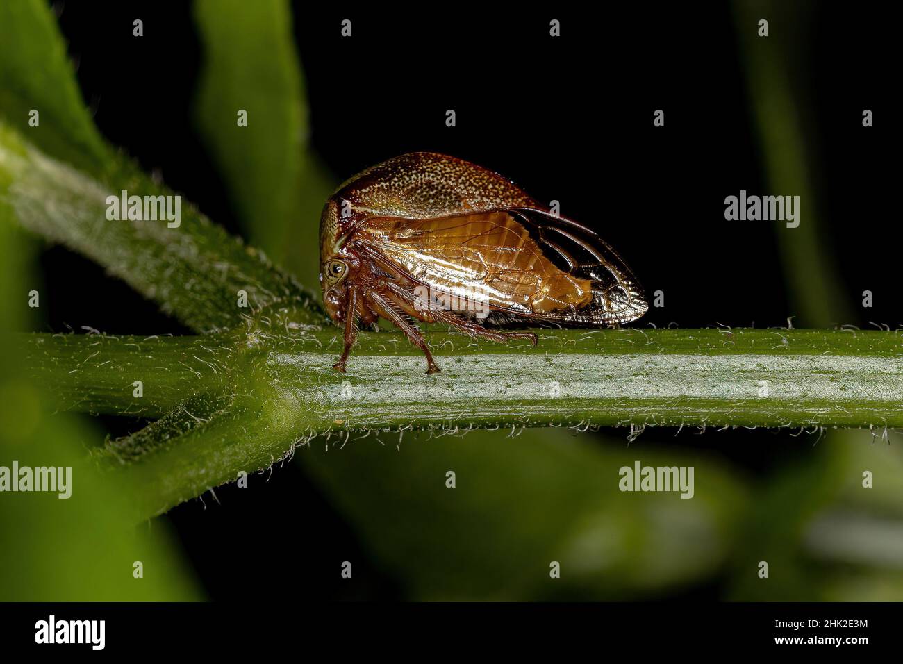 Adult Buffalo Treehopper of the Tribe Ceresini Stock Photo - Alamy