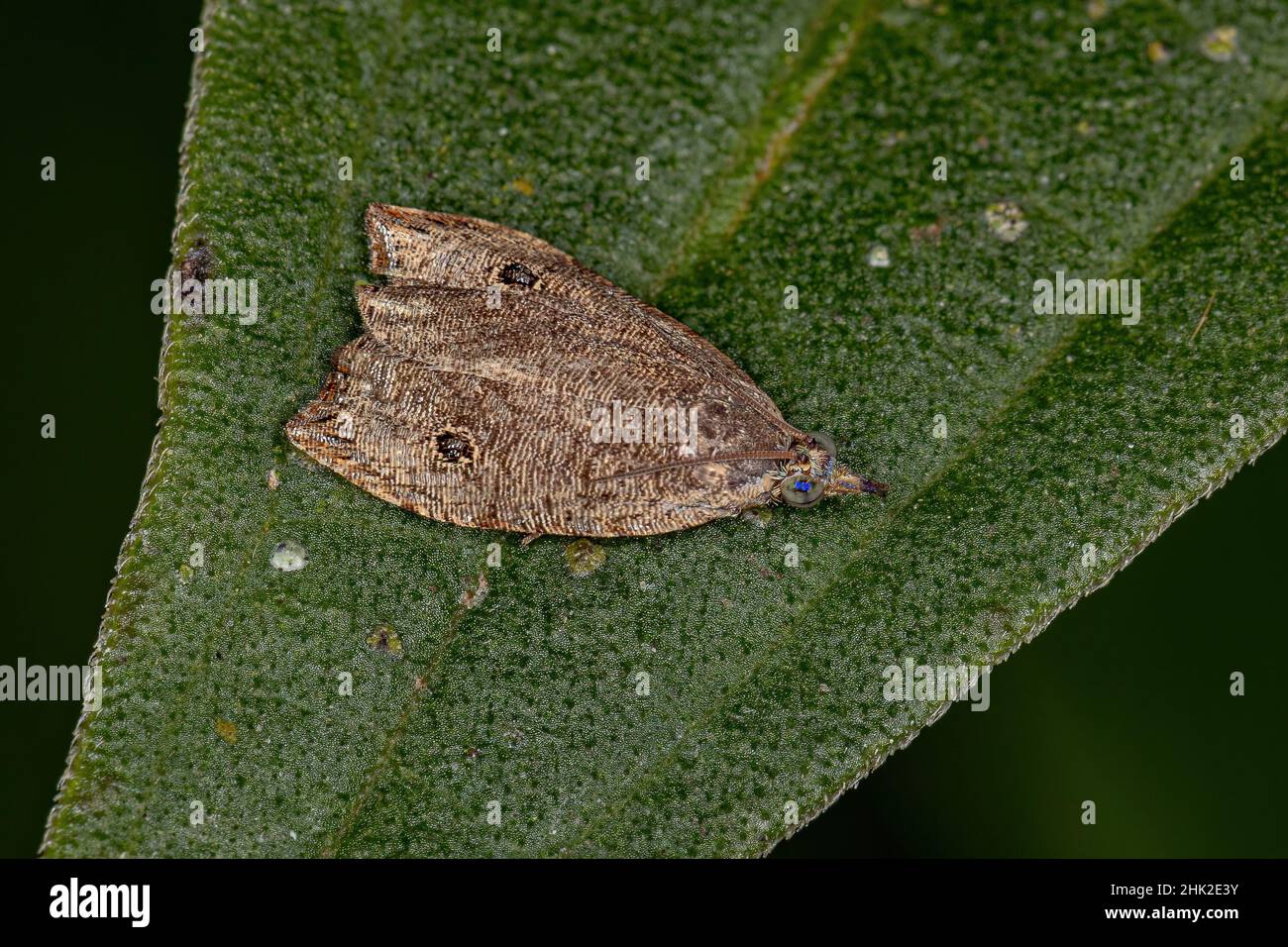 Adult Olethreutine Leafroller Moth of the Genus Cosmorrhyncha Stock Photo