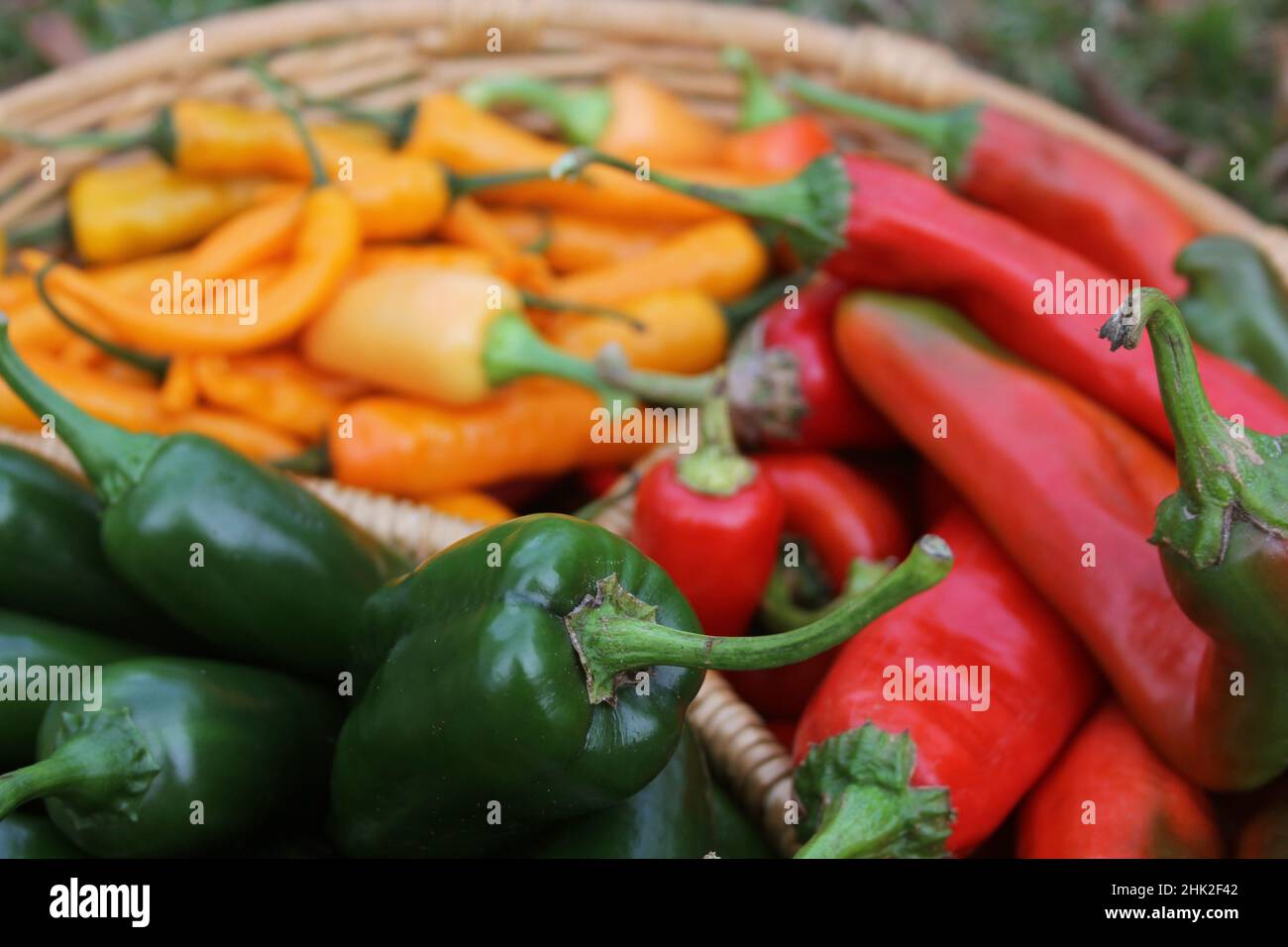 Poblano Peppers with Red Peppers and Yellow Peppers Stock Photo