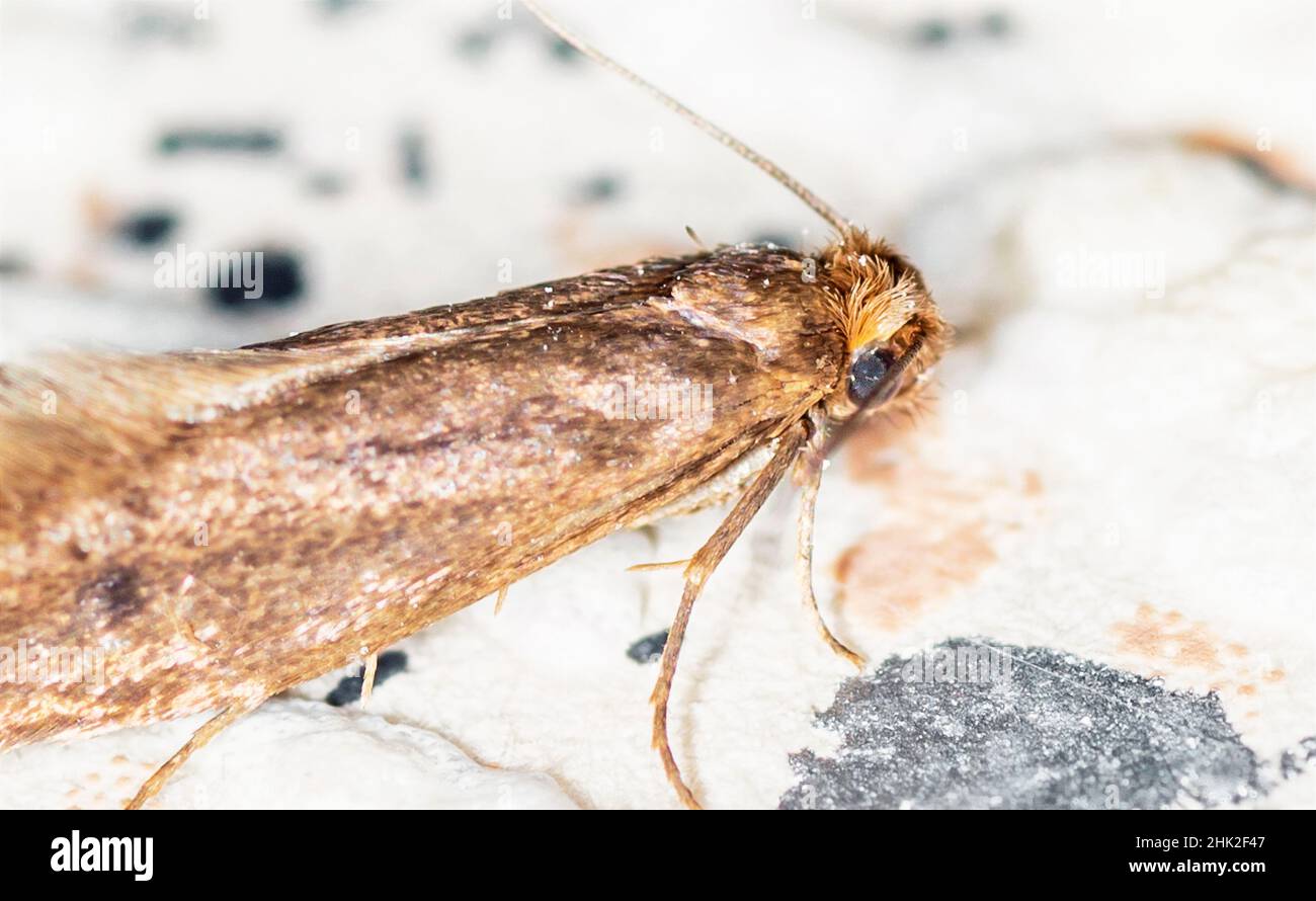 Tinea pellionella, the case-bearing clothes moth, super macro photo Stock Photo