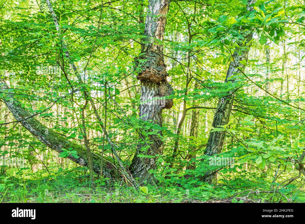 A birch outgrowth, a birch burl in the forest on a clear day Stock Photo
