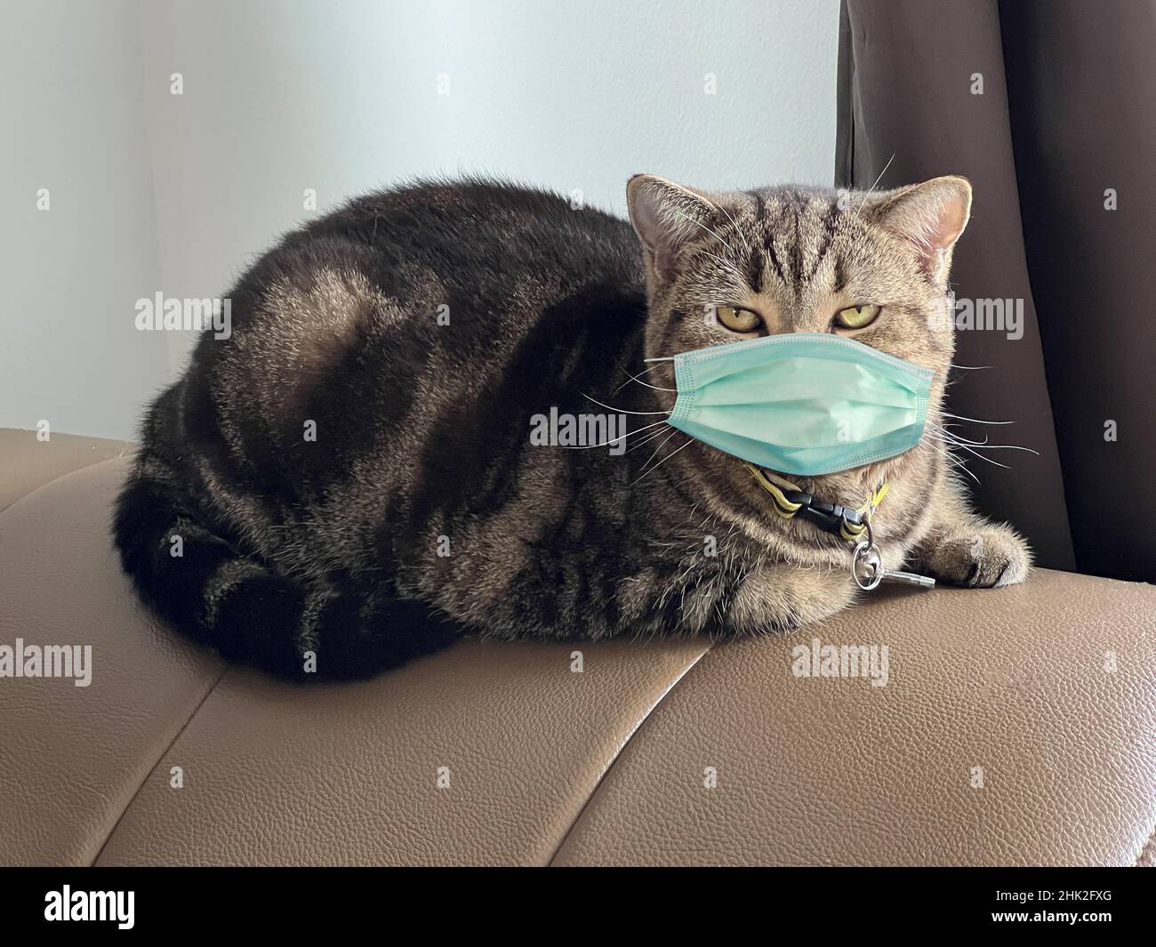cat  protective medical mask  Protective face mask for animals. COVID-19, Coronovirus Stock Photo