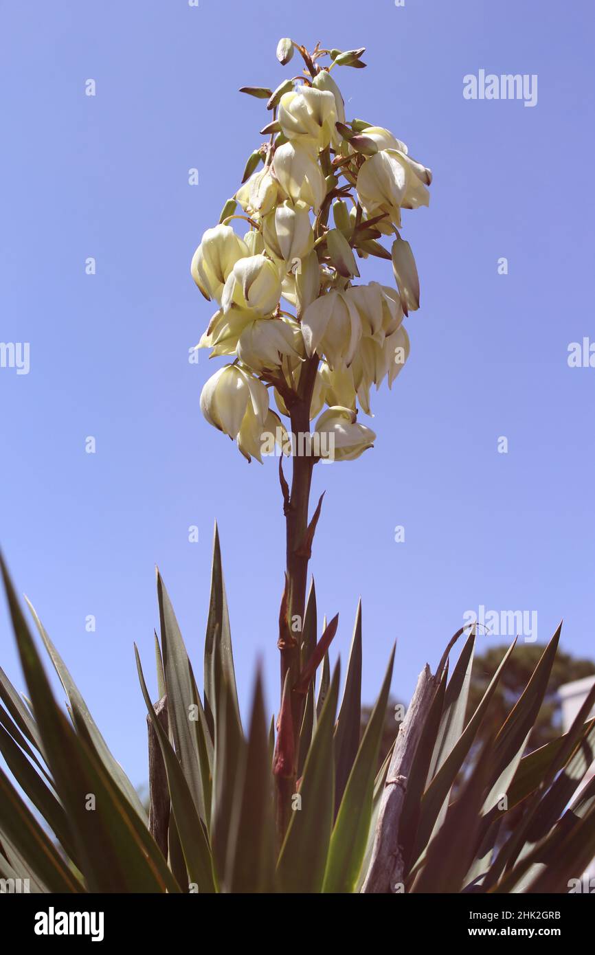 Desert Yucca Flower in Full Bloom With Sky Background Stock Photo Alamy
