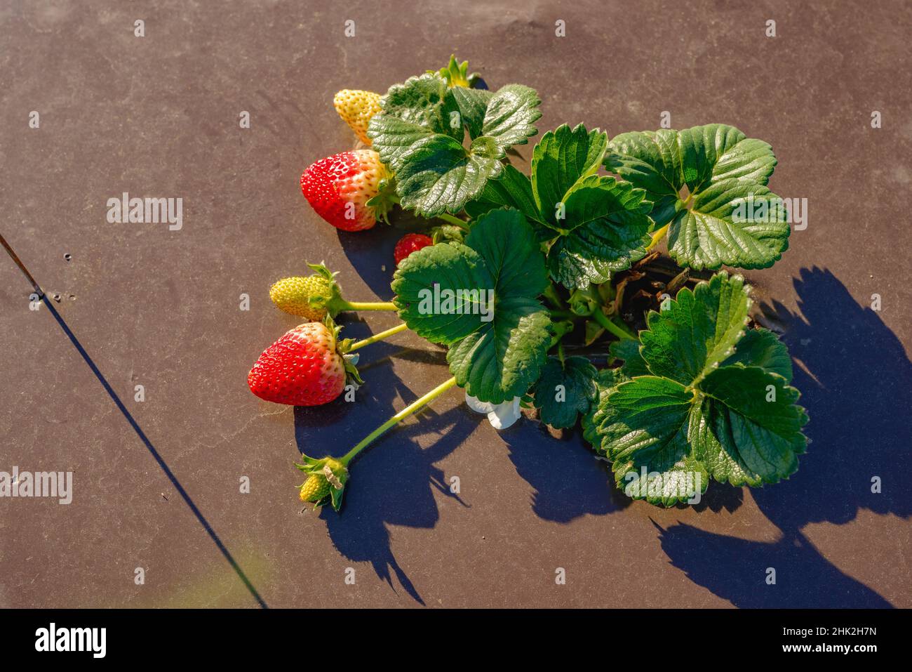 Agricultural field strawberry plants. Industry, modern farming