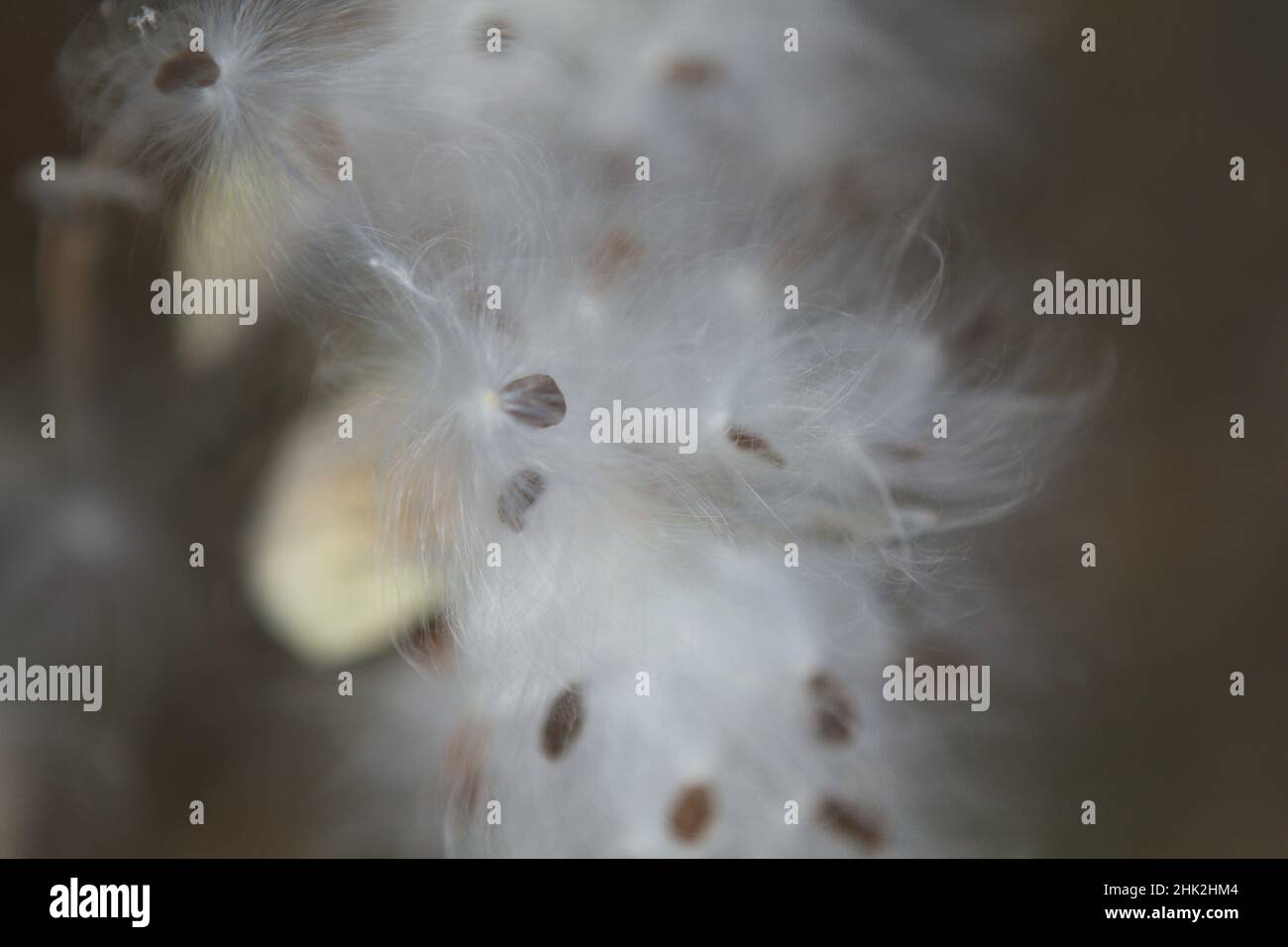 Vibrant Asclepias Syriaca Seeds Design for Your Screen Vibrant Asclepias Syriaca Seeds Design for Your Screen