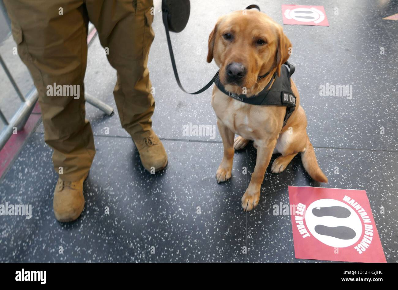 Los Angeles, California, USA 1st February 2022 AK9 Dog at Paramount