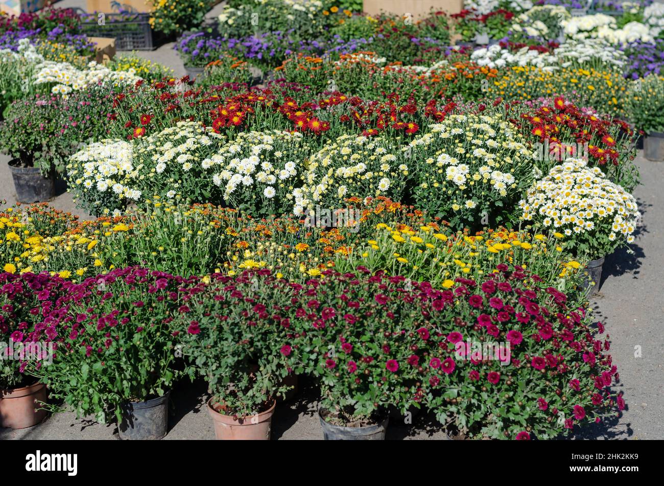 Farmer's Fair of gardening in the open air. Street trade. Variety of chrysanthemums in flower pots. Bushes of different varieties of beautiful ornamen Stock Photo