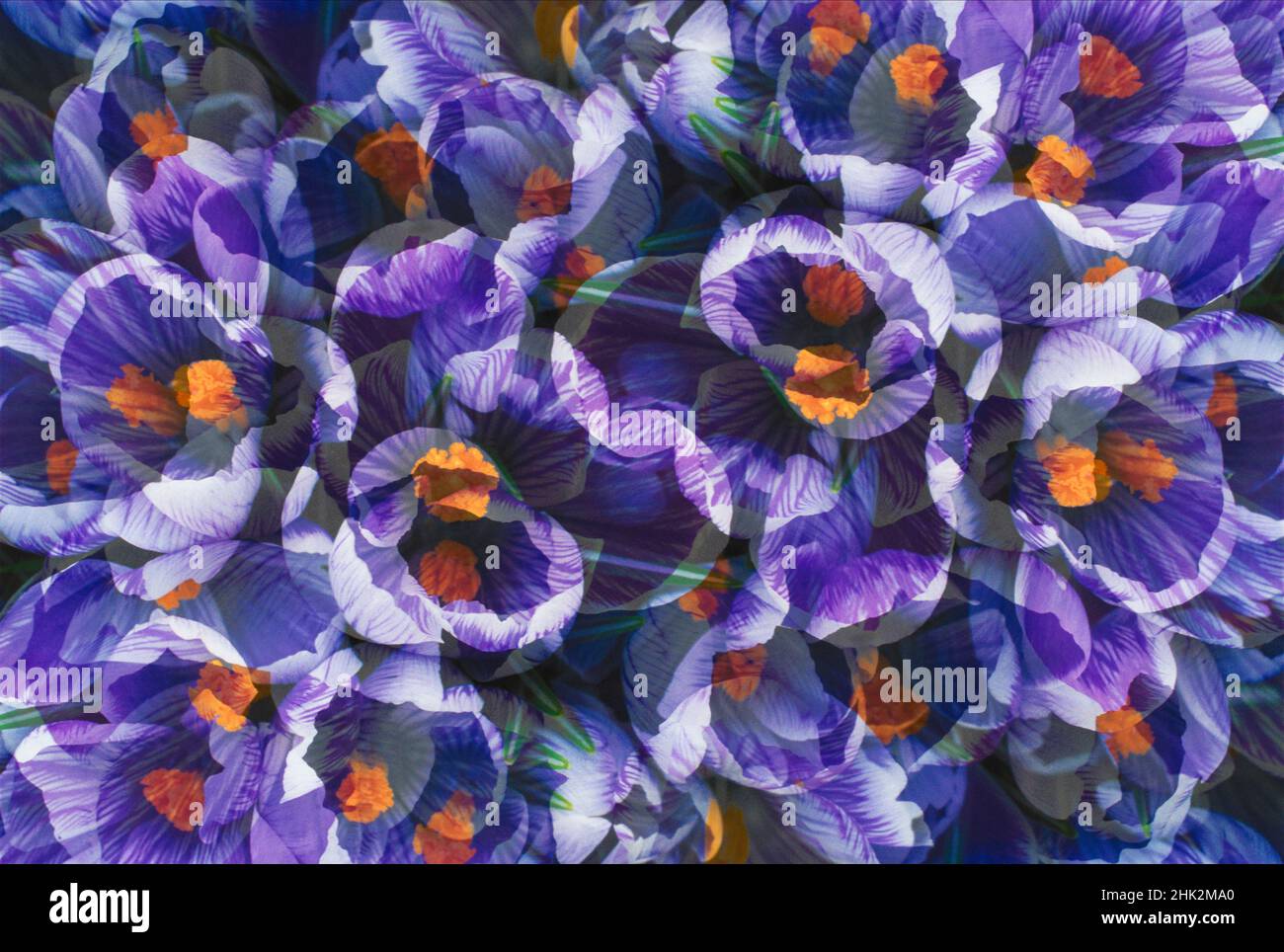 Crocus photo montage. Stock Photo