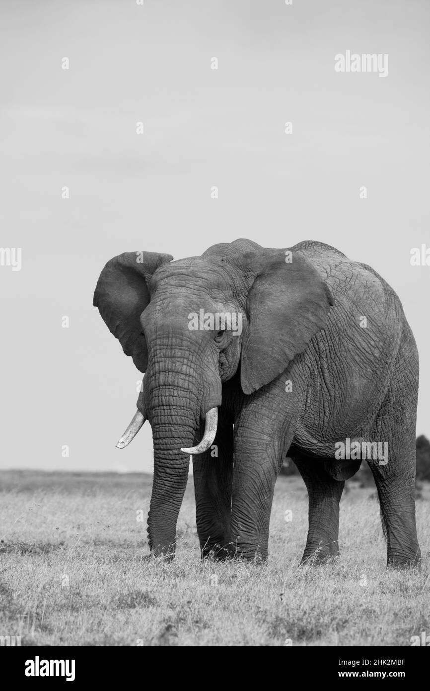 Africa, Kenya, Laikipia Plateau, Ol Pejeta Conservancy. African elephant Stock Photo
