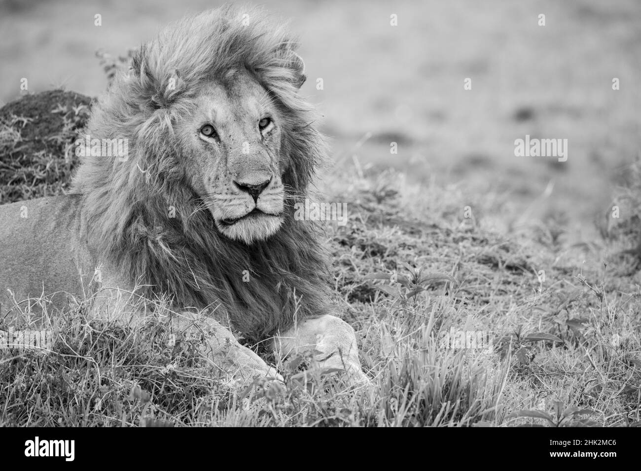 Africa, Kenya, Northern Serengeti Plains, Maasai Mara. Male lion Stock Photo