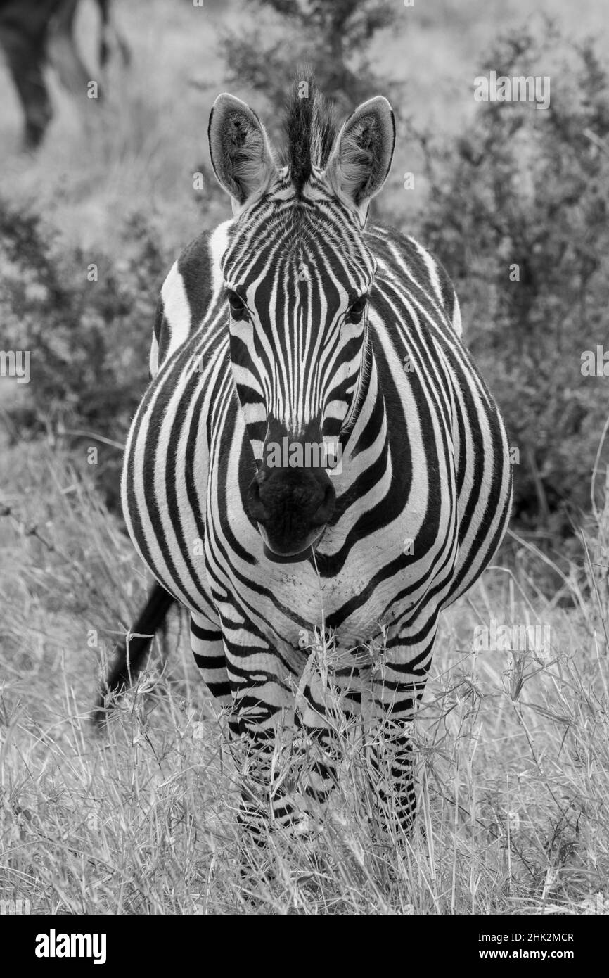 Africa, Kenya, Serengeti Plains, Maasai Mara. Plains zebra aka Burchell's zebra Stock Photo