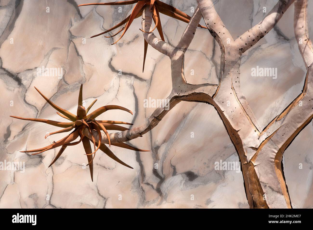 Africa texture tree hi-res stock photography and images - Alamy