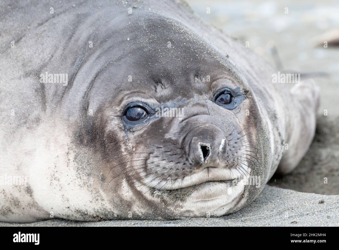 Southern Ocean, South Georgia. Headshot of an elephant seal weaner. Stock Photo