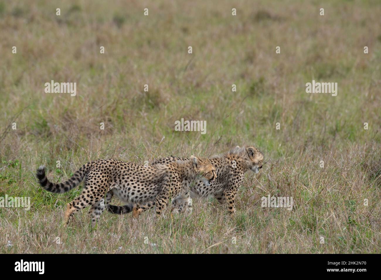 Africa, Kenya, Serengeti, Maasai Mara. Young cheetahs, endangered