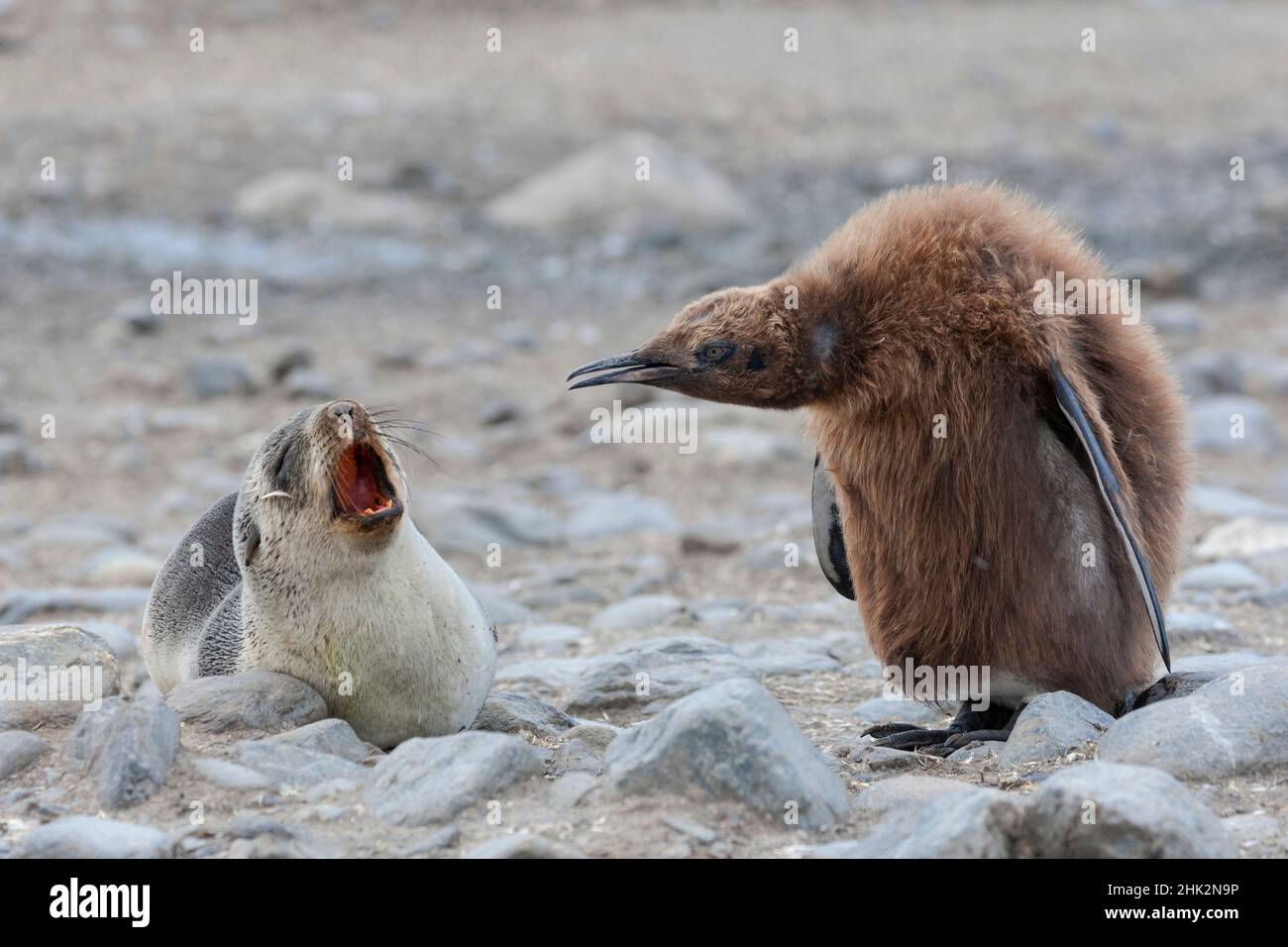 Penguin and seal interaction hires stock photography and images Alamy