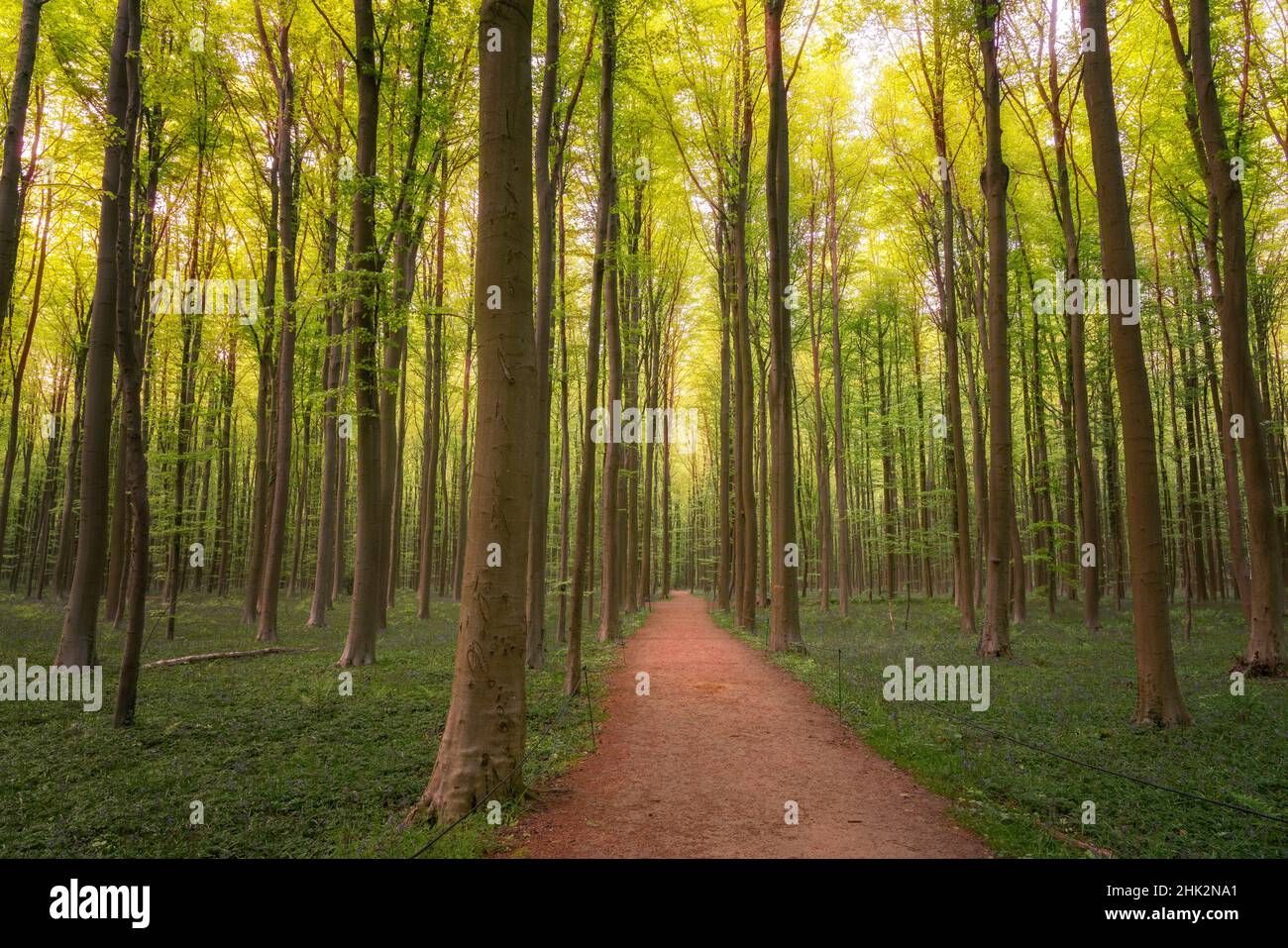 Hallerbos forest hi-res stock photography and images - Alamy