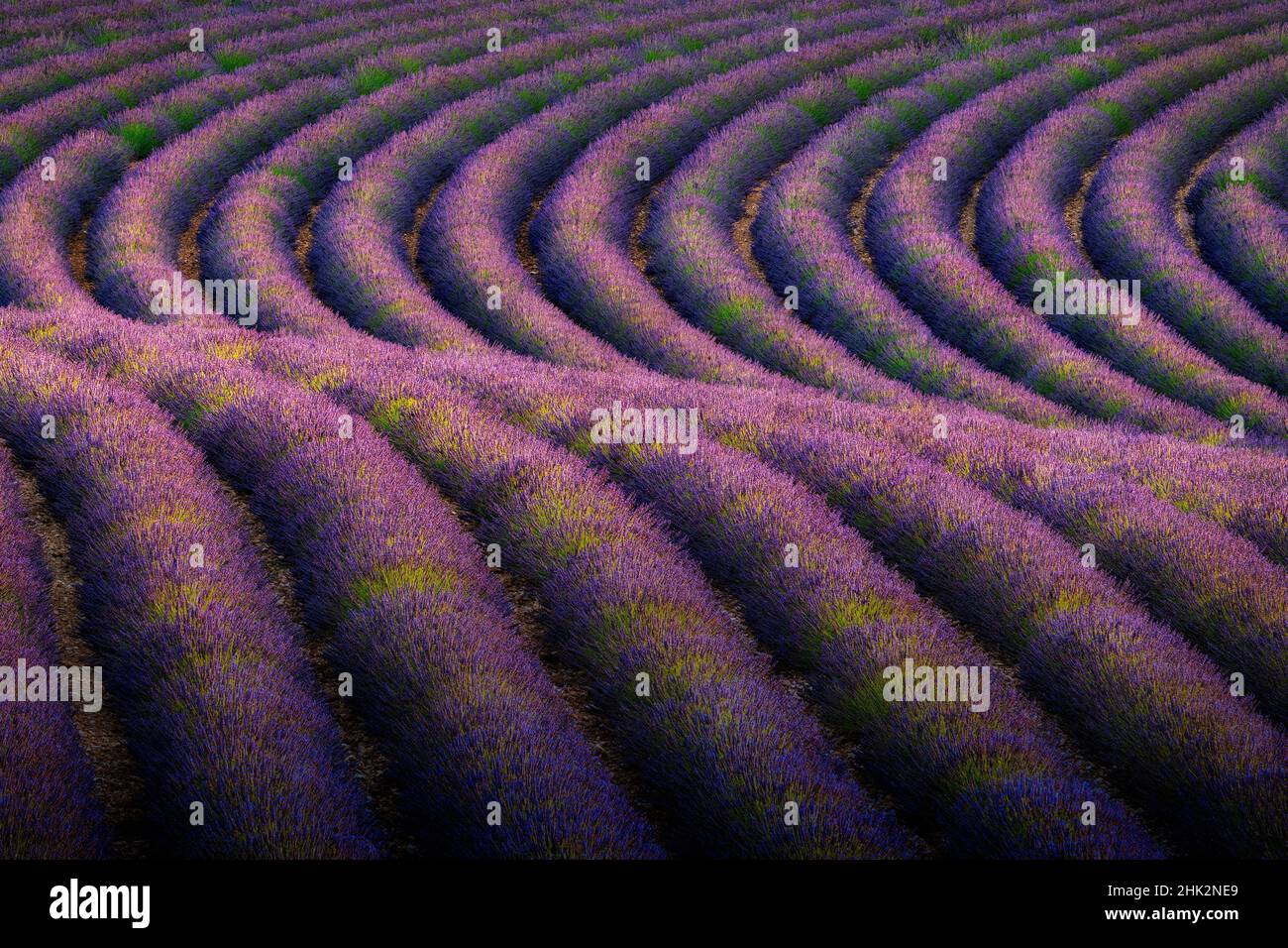 Europe, France, Provence, Valensole Plateau. Rows of ripe lavender. Stock Photo