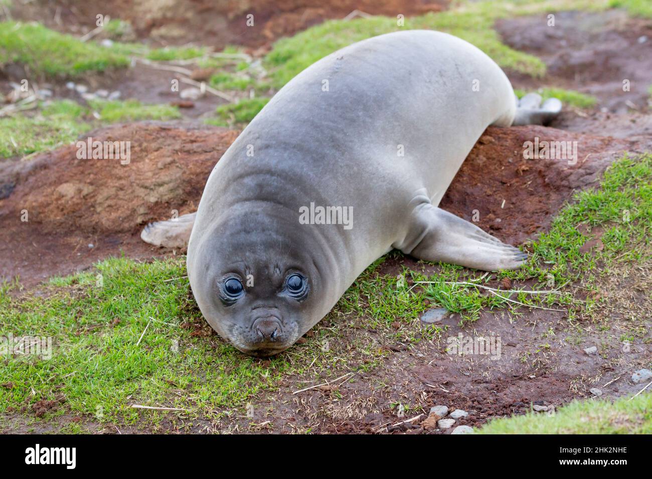 Southern Ocean, South Georgia. Portrait of a weaner or young elephant seal. Stock Photo