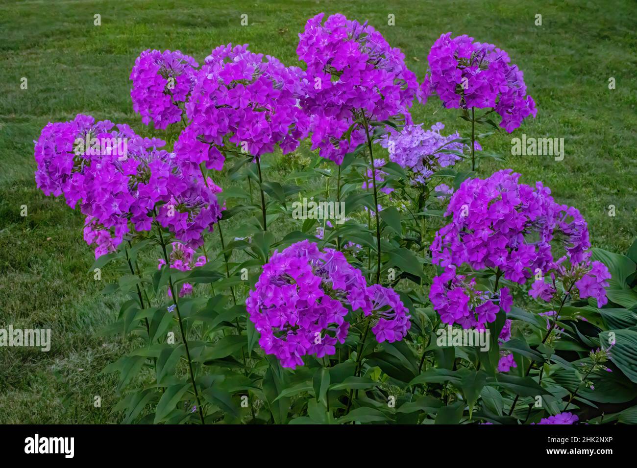 Tall purple phlox flower in a summer garden. Stock Photo