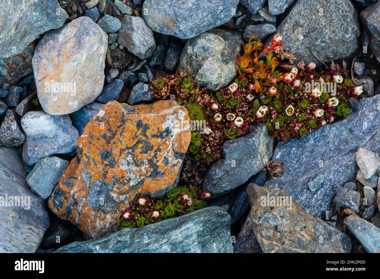Tufted saxifrage {Saxifraga cepitosa}, in flower. Stock Photo