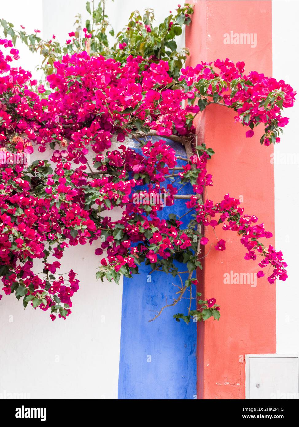 Portugal, Obidos. Dark pink bougainvillea vine against a blue, orange and white striped wall. Stock Photo