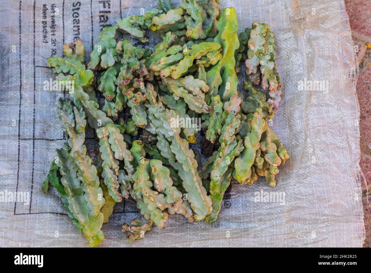 Edible cactus hires stock photography and images Alamy
