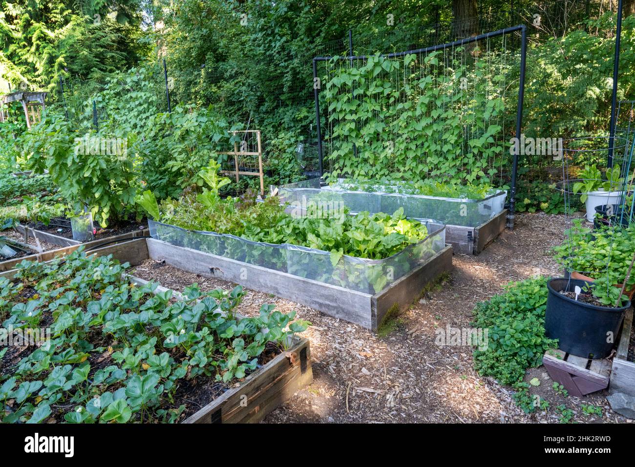 Raised garden beds in a community garden containing strawberries, Chioggia beets, lettuce and pole beans. (PR) Stock Photo
