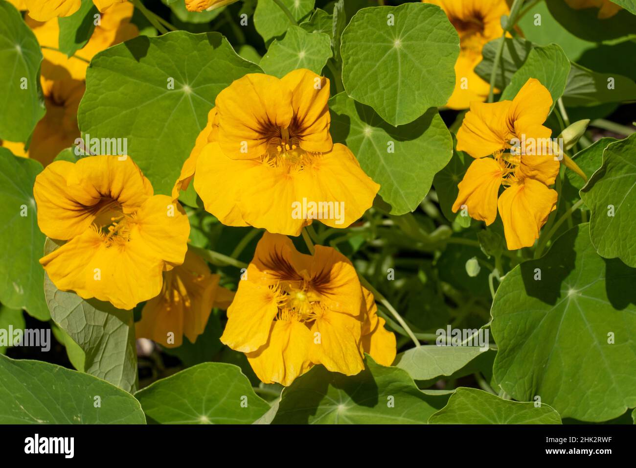 Nasturtium tropaeolum nasturtiums close up hires stock photography and