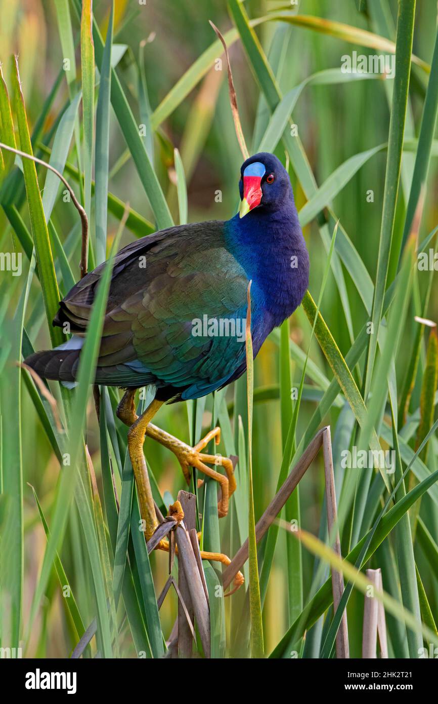 Purple Gallinule (Porphyrio martinica) perched in cattails Stock Photo