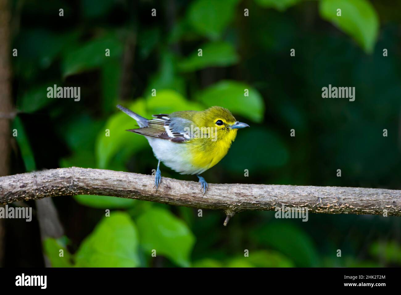 Yellow-throated Vireo (Vireo flavifrons) perched Stock Photo