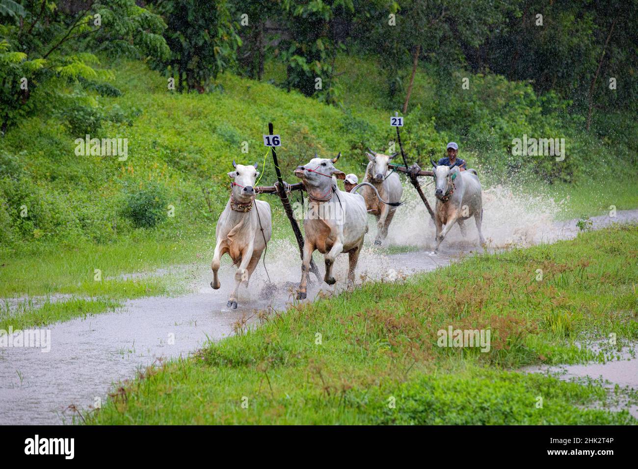 Vietnam. Farmers racing their cows as a game in their pastime Stock ...