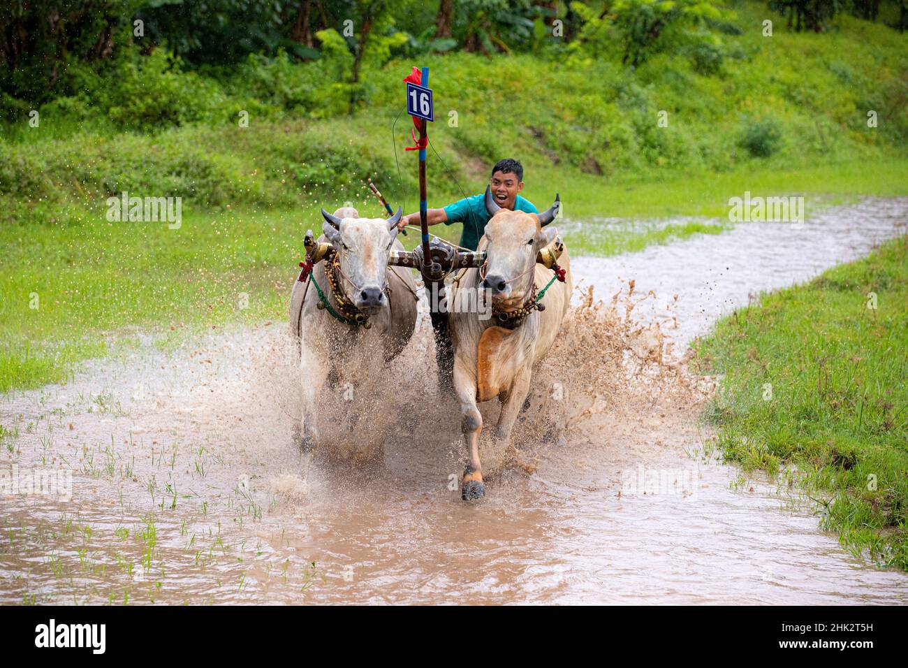 Vietnam. Farmers racing their cows as a game in their pastime Stock ...