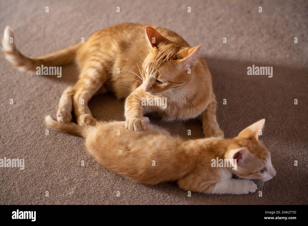 Closeup of the cute ginger cat playing with its kitten on the floor. Stock Photo