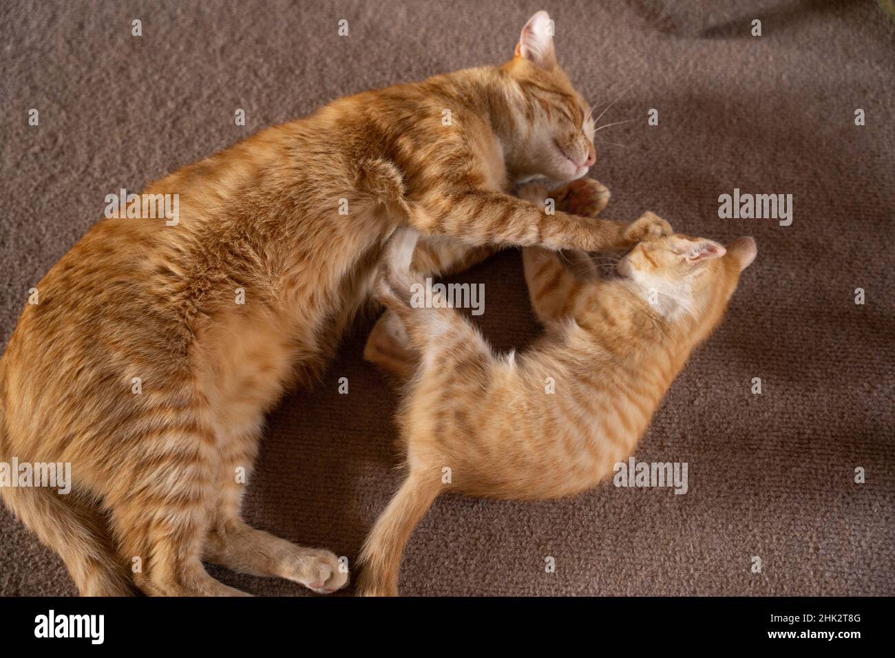 Closeup of the cute ginger cat playing with its kitten on the floor. Stock Photo