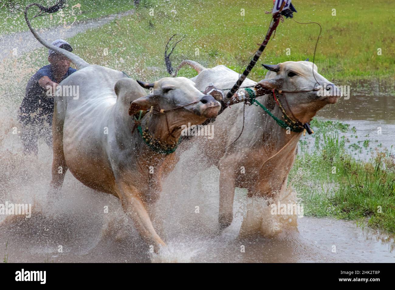 Vietnam. Farmers racing their cows as a game in their pastime Stock ...