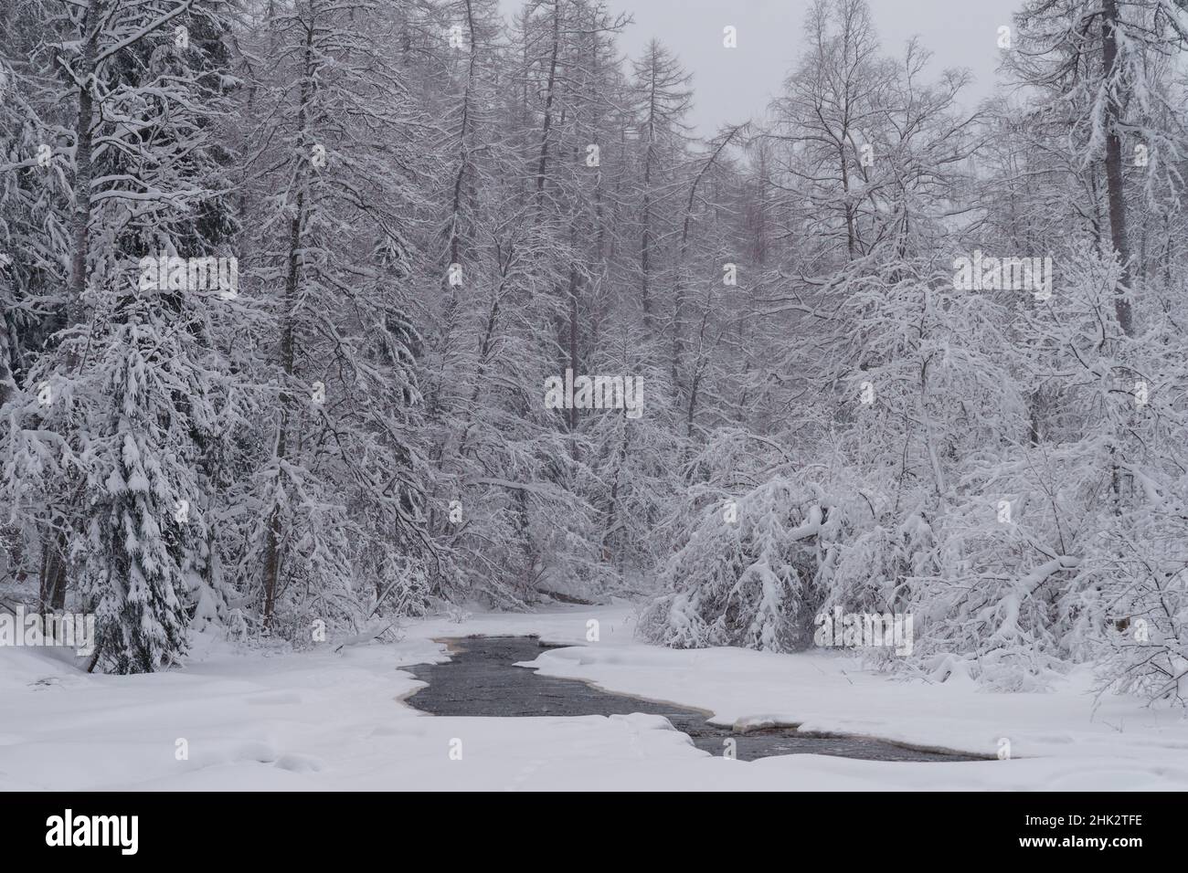 Winter forest nature landscape of running mountain river on gloomy cold day Stock Photo