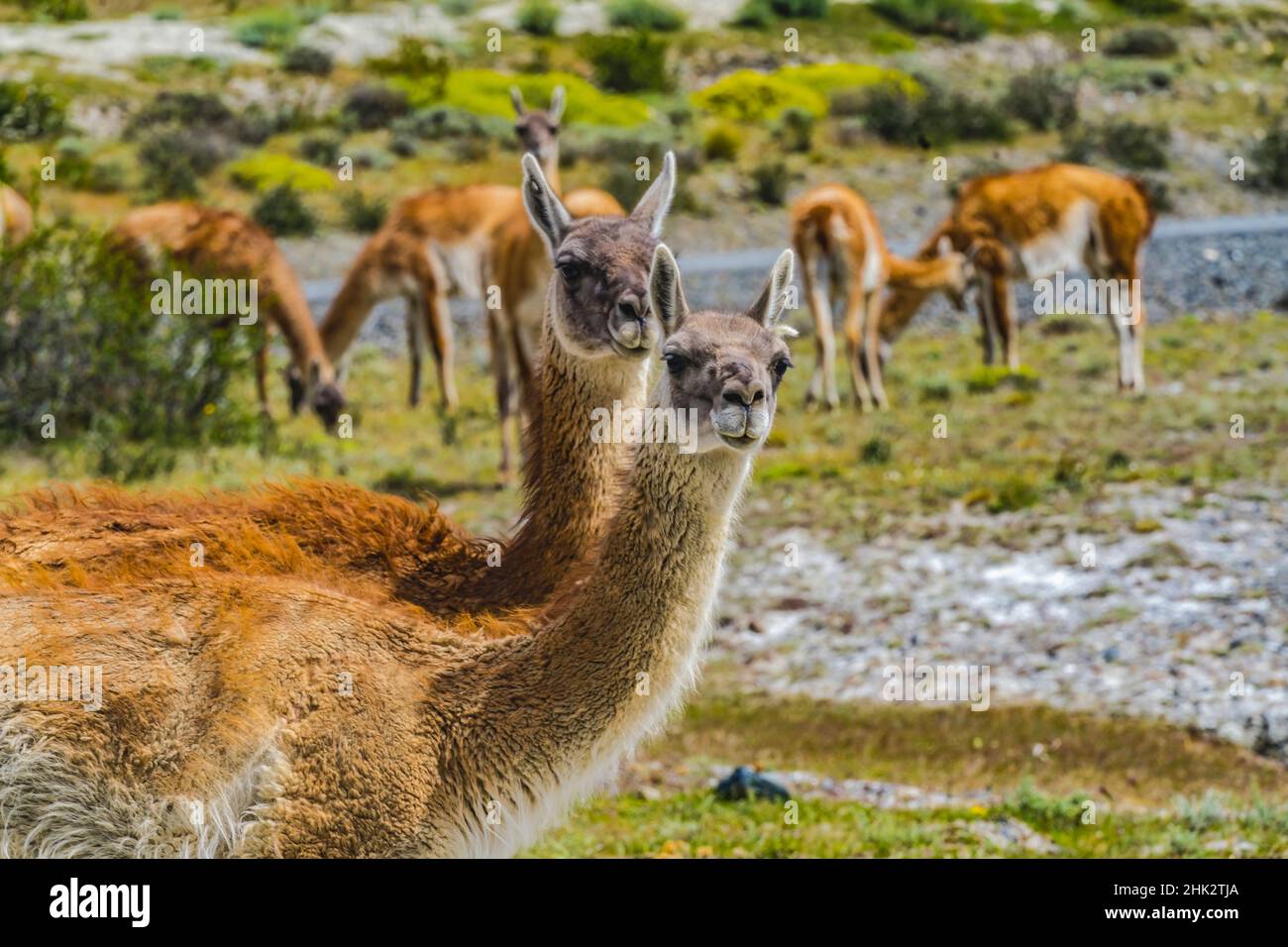 Guanacos wild lamas eating Salt, Atacama Salt Flats, Torres del Paine National Park, Patagonia, Chile Stock Photo