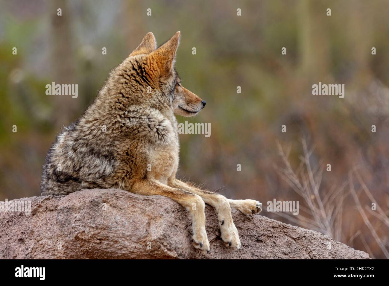 A Coyote, Canis latrans, in the Arizona Sonoran Desert Museum near Tucson,  Arizona Stock Photo - Alamy