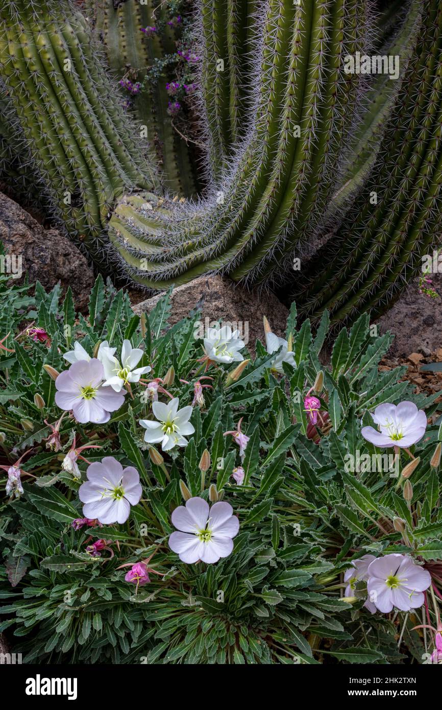 Spring floral desert gardens at the Arizona Sonoran Desert Museum in Tucson, Arizona, USA Stock