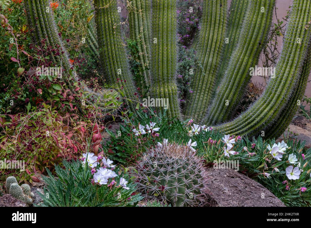 Spring floral desert gardens at the Arizona Sonoran Desert Museum in Tucson, Arizona, USA Stock Photo