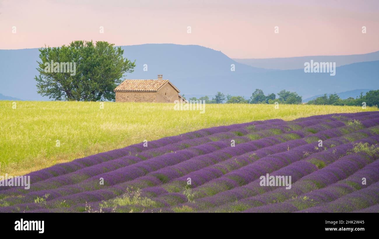 Europe, France, Provence, Valensole Plateau. Rows of ripe lavender and farm house. Stock Photo