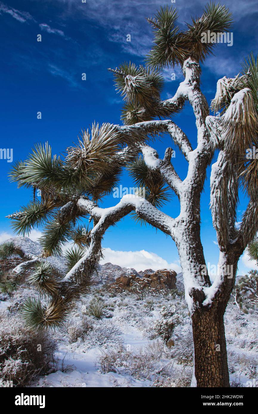 Winter storm, Joshua Tree National Park, California Stock Photo