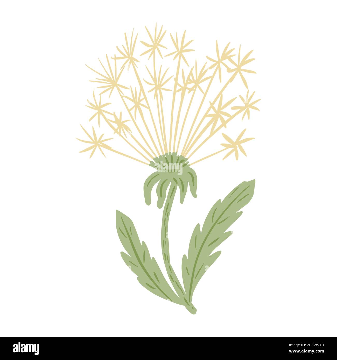 White flower dandelion isolated on white background. Beautiful hand drawn botanical sketches for any purpose. Design vector illustration. Stock Vector